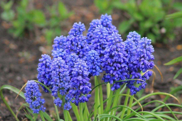Muscari - photo