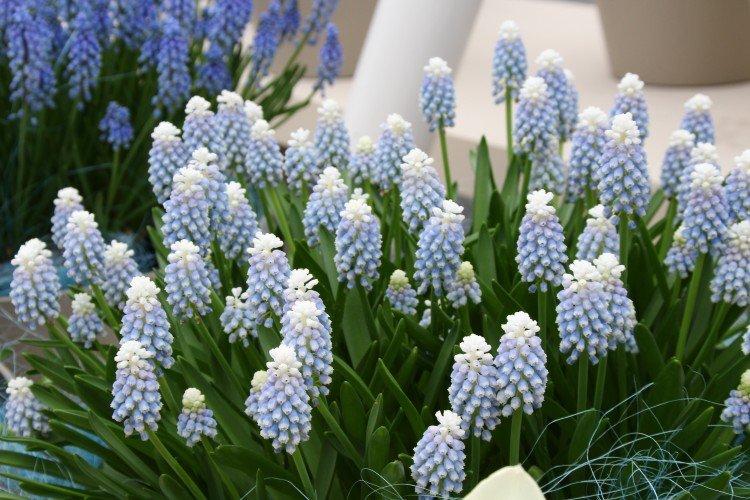 Muscari - photo