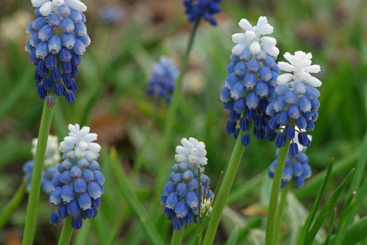 Muscari - photo