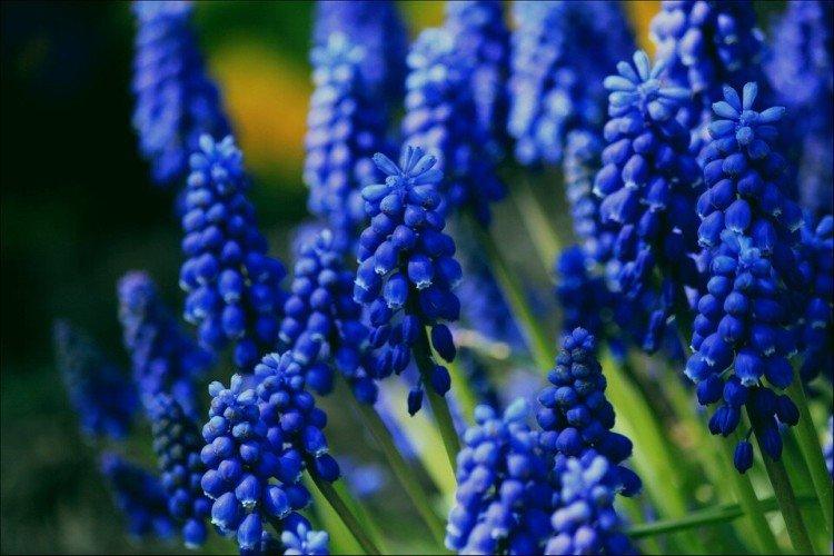 Beau muscari