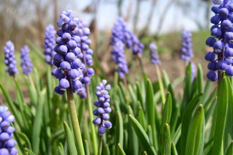 Muscari - photo