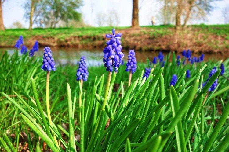 Muscari - photo