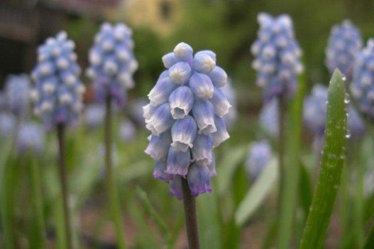 Muscari pâle