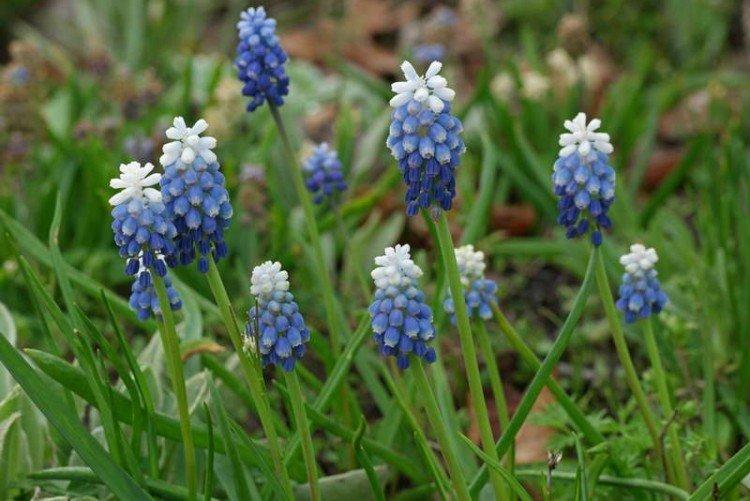 Muscari Tubergena