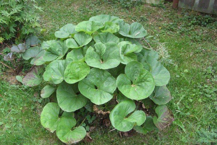 Plantation et sélection