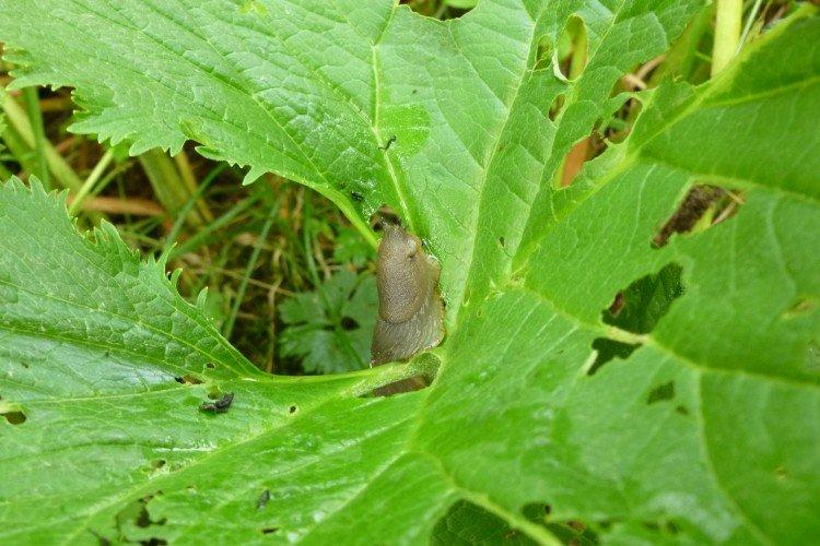 Ravageurs et maladies de Buzulnik