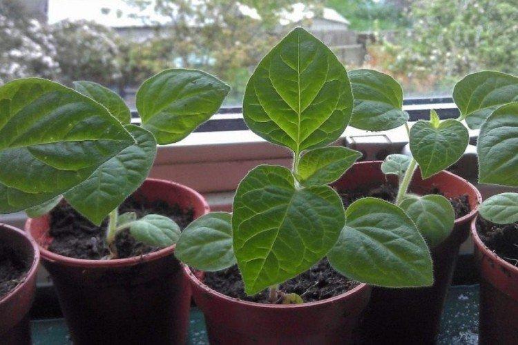 Plantation et sélection