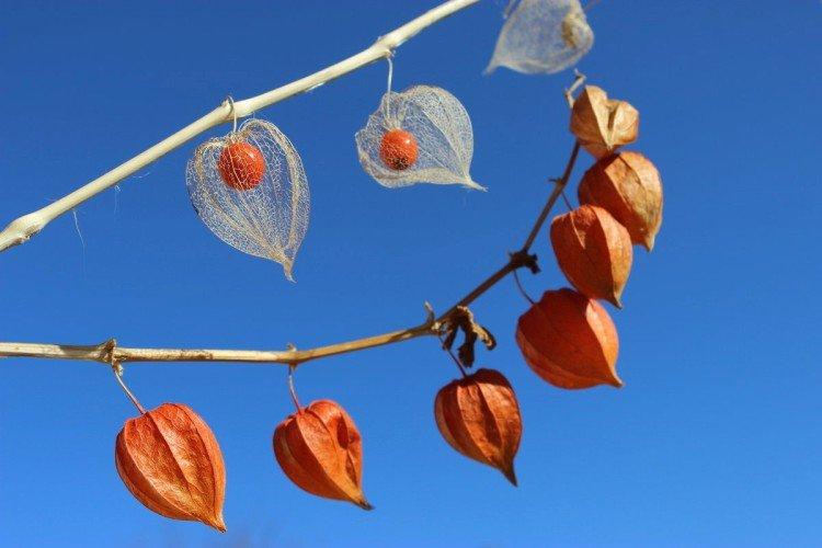 Physalis - photo