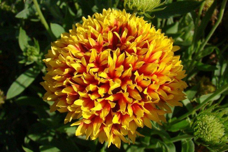 Gaillardie - photo