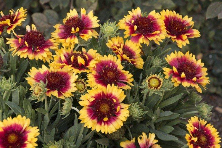 Gaillardie - photo