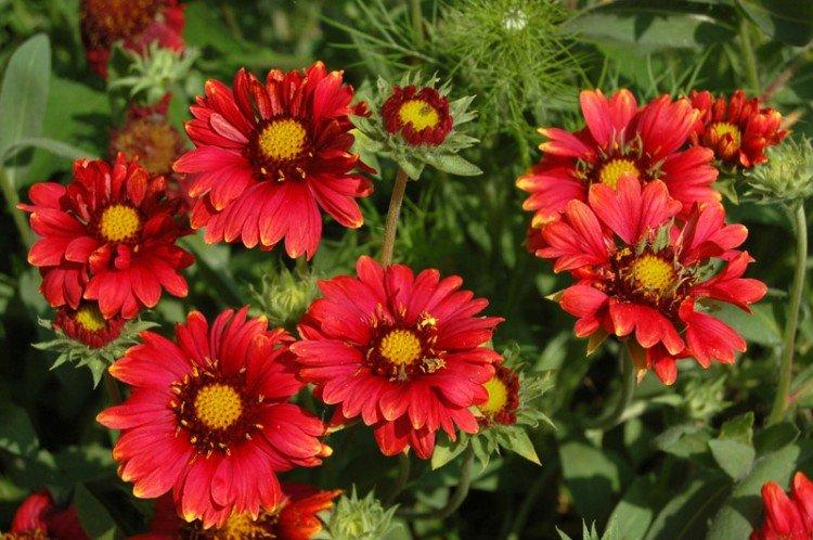 Gaillardie - photo