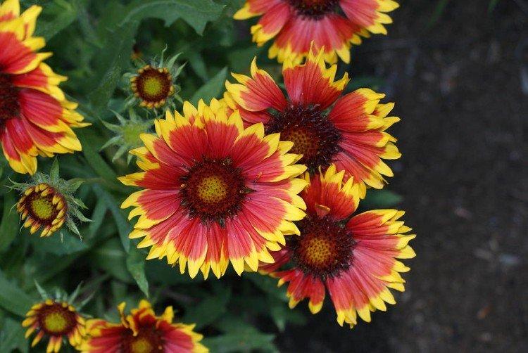 Gaillardie - photo