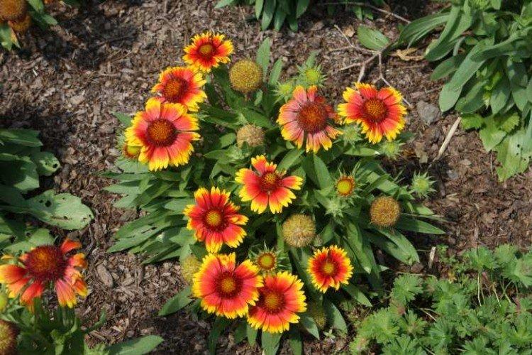 Gaillardia Primavera