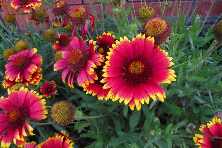 Gaillardie - photo