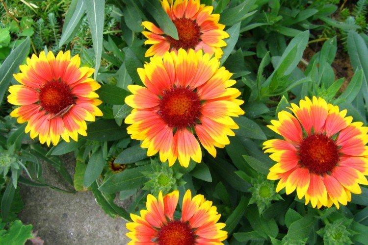 Gaillardie hybride