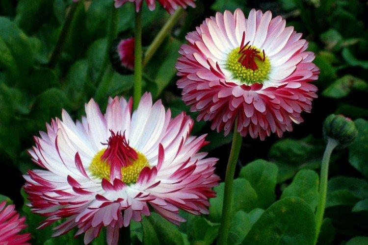 Engrais et alimentation