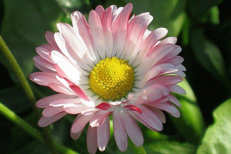 Marguerites - photo