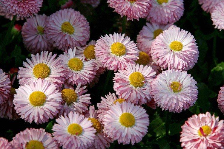 Marguerites - photo