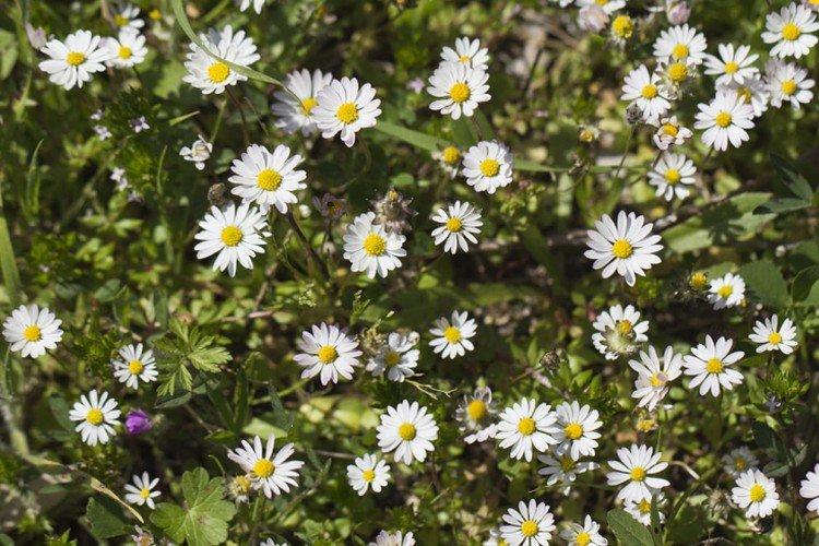 Marguerites annuelles