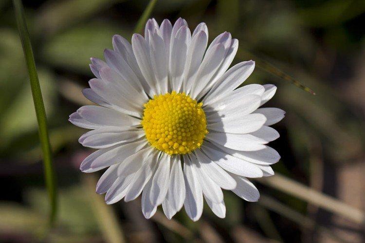 Marguerites - photo