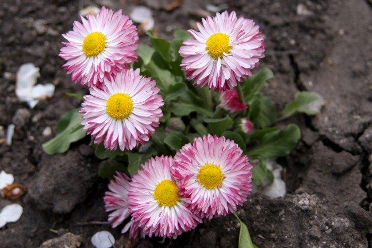 Marguerites - photo
