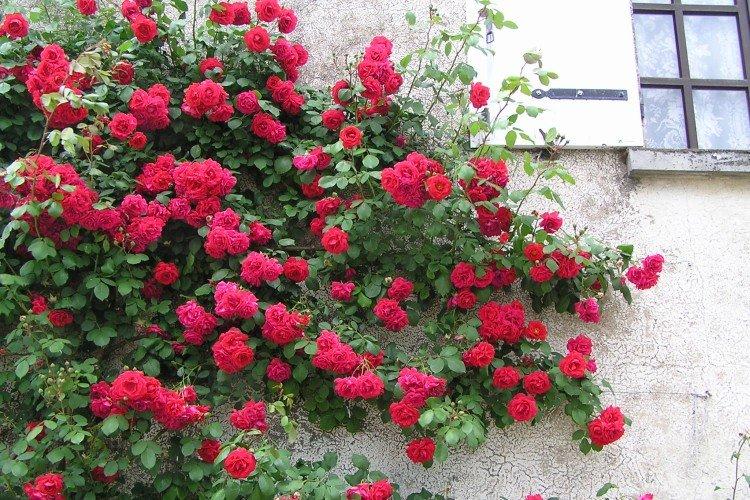 Rosiers grimpants - photo