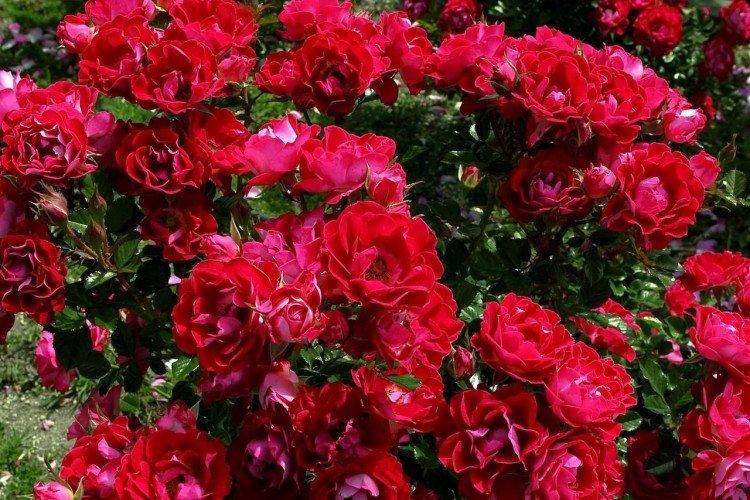 Rosiers grimpants - photo