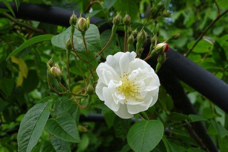 Rosiers grimpants - photo