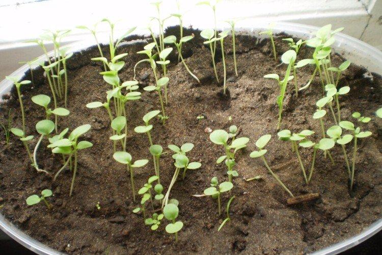 Plantation et sélection