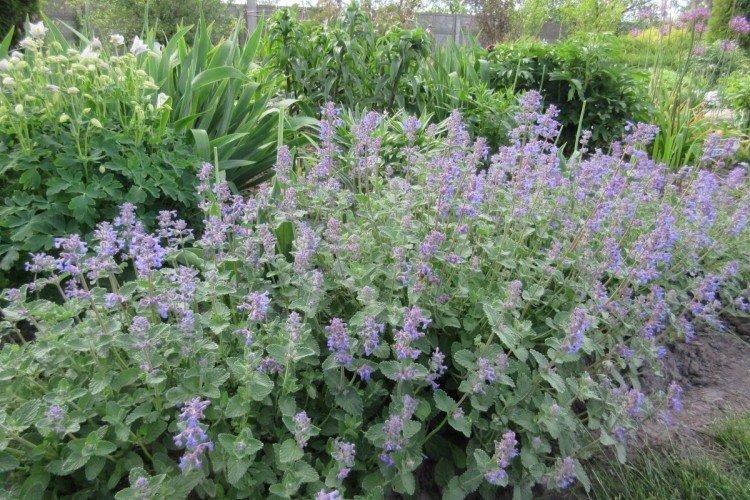 Lutte contre les parasites et les maladies