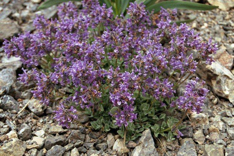 herbe à chat Kokand