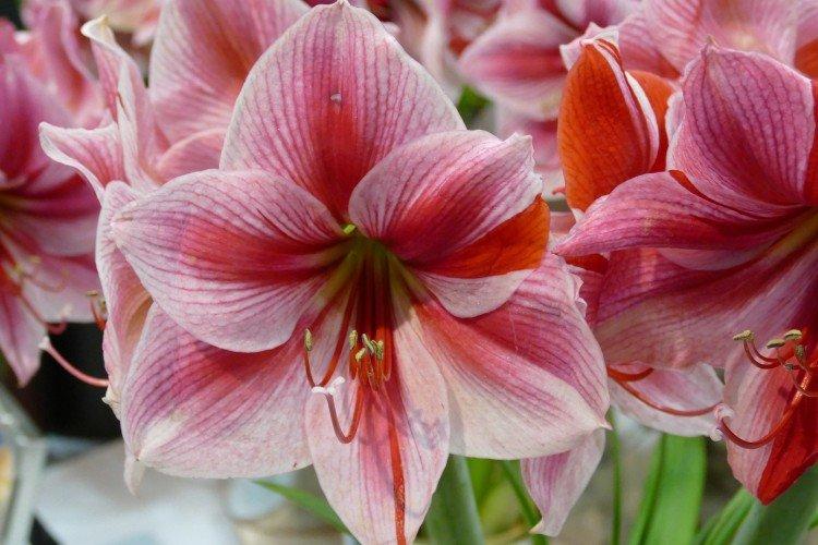 Amaryllis - photo