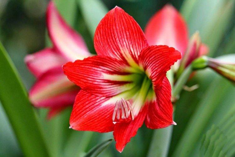 Amaryllis Durban