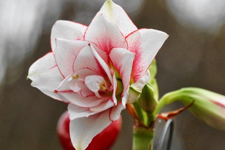 Amaryllis - photo