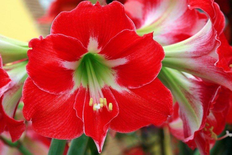 Amaryllis - photo