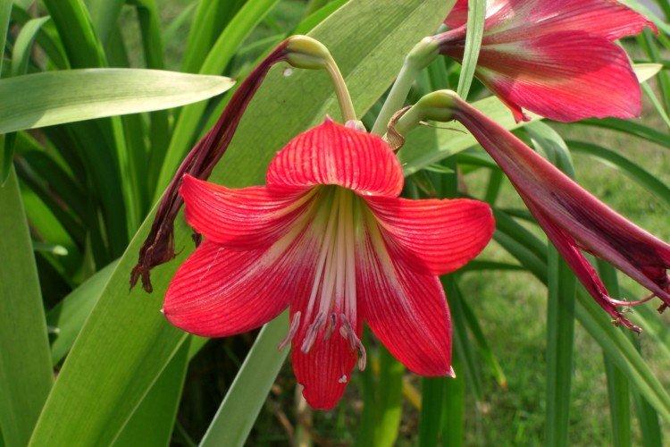Amaryllis - photo