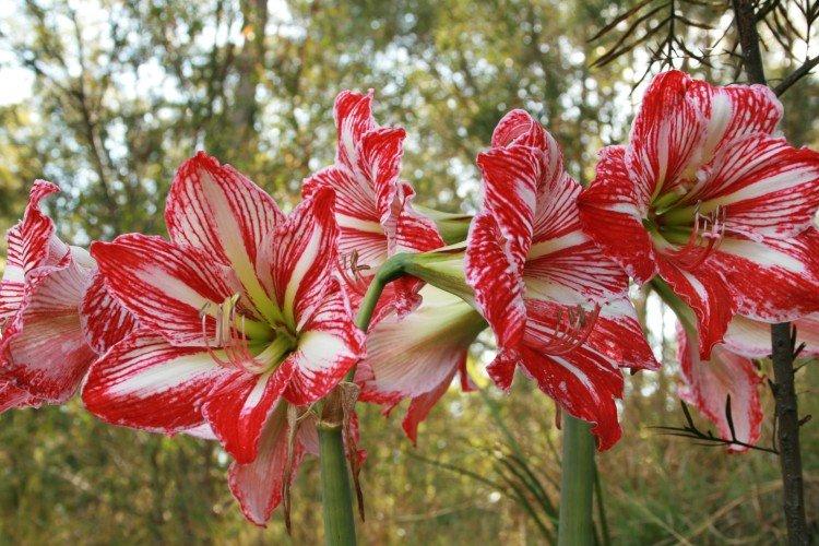 Amaryllis - photo