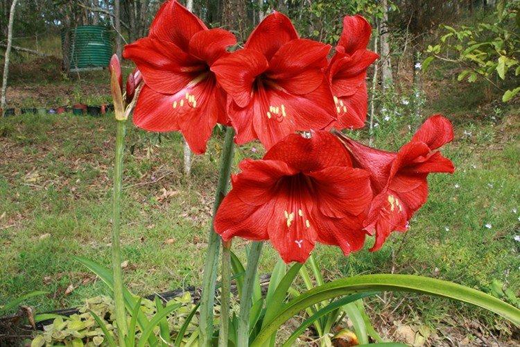 Amaryllis - photo