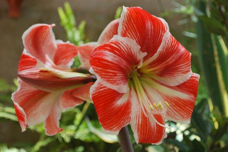 Amaryllis - photo