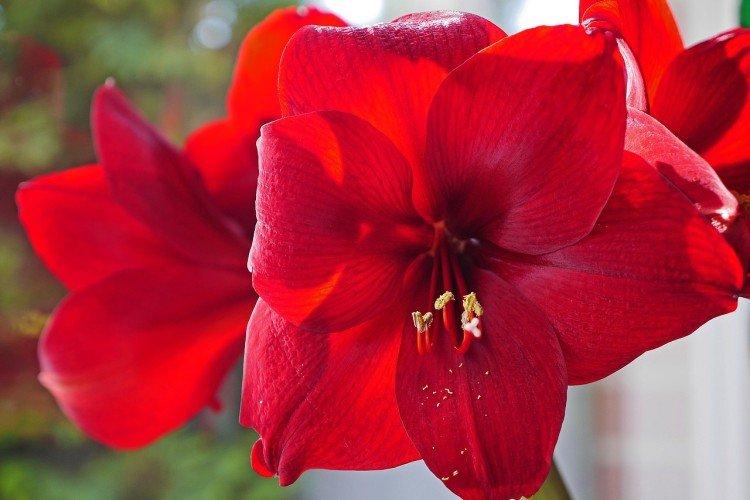 Amaryllis - photo