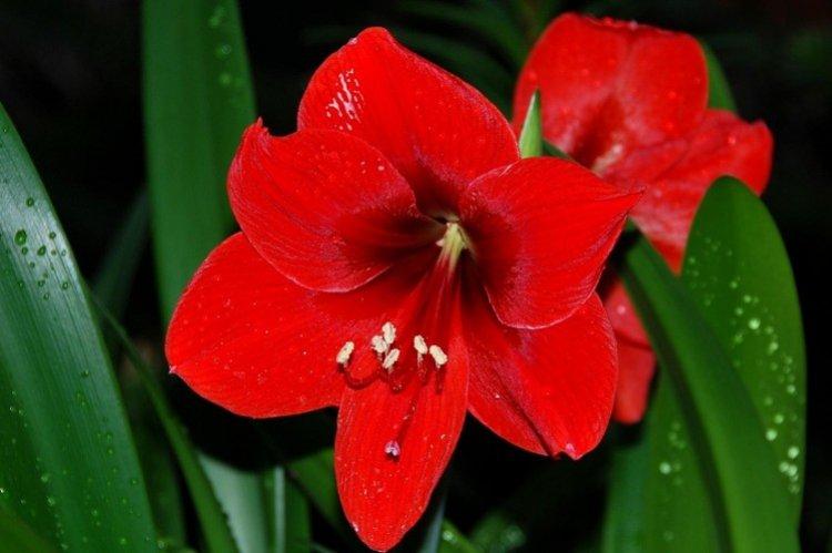 Amaryllis - photo