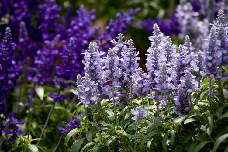 Engrais et alimentation