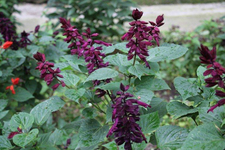 Salvia - photo
