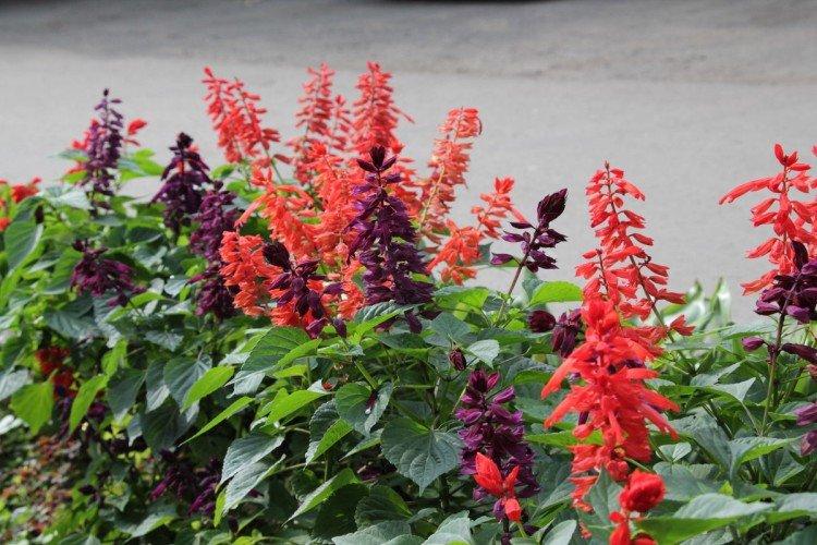 Salvia - photo