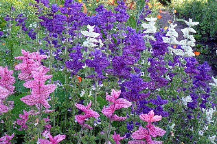 Salvia - photo
