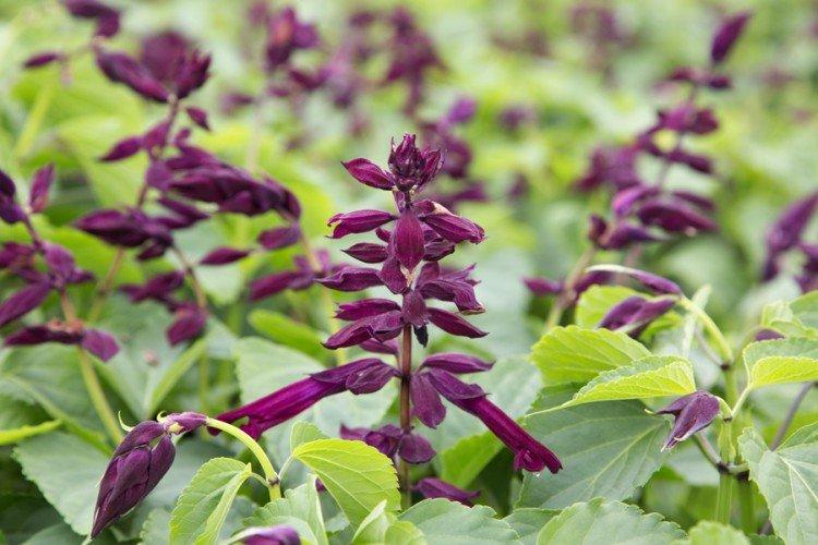 Salvia - photo