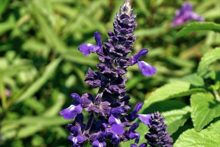 Salvia - photo