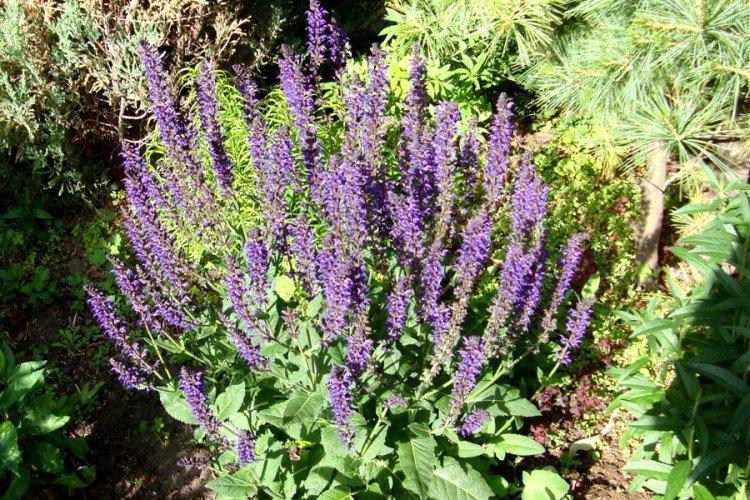 Salvia des forêts