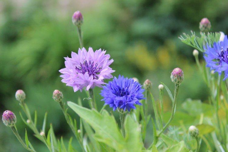 informations générales