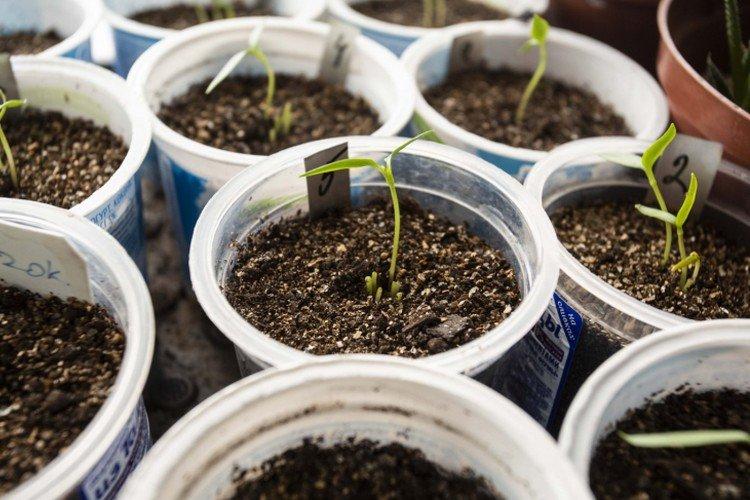 Plantation et sélection